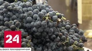 Площадь виноградников в России хотят увеличить втрое - Россия 24