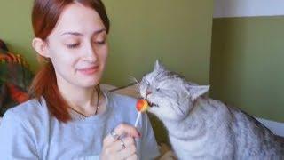 Смешные Видео про Животных Сборник Коты Кошки и Собаки Сладкоежки Приколы с Животными 2018