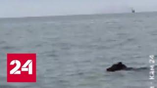 Камчатский медведь уплыл в открытое море. Видео - Россия 24